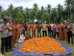 Dukung Ketahanan Pangan, Polsek Moutong Gelar Panen Jagung Bersama