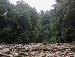 KPH Wilayah II Sulteng Akan Laporkan Aktifitas PETI Yang Masuk Kawasan HL