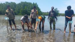 Sebanyak 2.000 bibit mangrove ditanam secara simbolis di kawasan pesisir Pantai Oncone Raya,